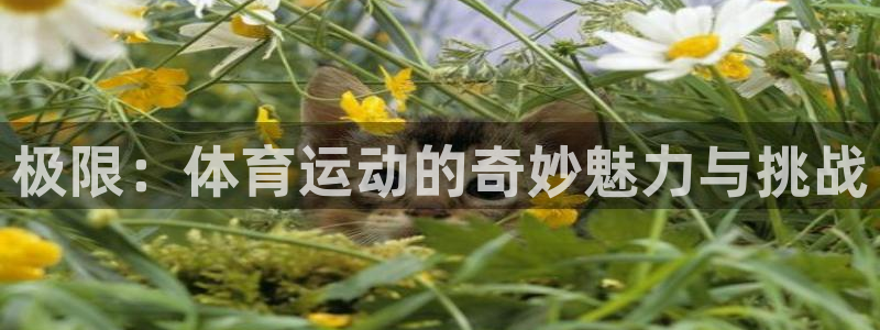 欧亿体育官方正版app官网：极限：体育运动的奇妙魅力与挑战